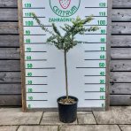 Eukalyptus (Eucalyptus) ´GUNNII´ - výška 70-90 cm, kont. C7L - NA KMIENKU (-13°C)